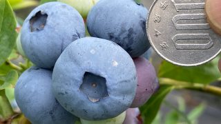 ミレニア - 愛知県岡崎市の観光ならブルーベリファームおかざき