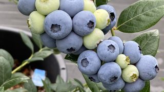 サミット - 愛知県岡崎市の観光ならブルーベリファームおかざき