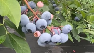 【引き取り希望】ブルーベリー ラビットアイ系 ヤドキン　特大苗 楽天市場】【送料無料】ブルーベリーの苗木ラビットアイ系