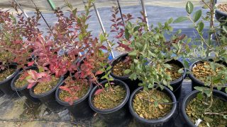 もみじ ファイヤーグロー接木苗 3.5号ポット4年生苗木 もみじ ファイヤーグロー接木苗 3.5号ポット4年生苗木