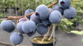 5c06f2276e6b65cf3caae205ee6003