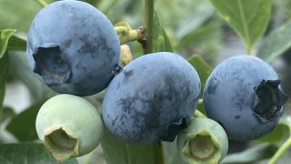 メドーラーク - 愛知県岡崎市の観光ならブルーベリファームおかざき