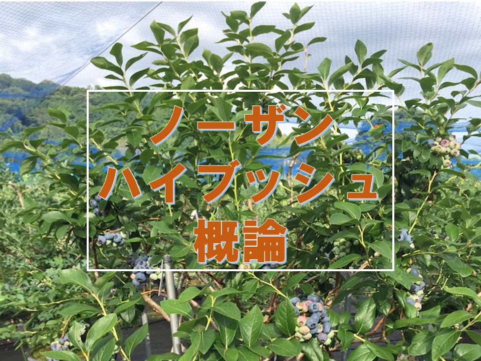 日本一詳しいブルーベリー品種解説 ブルーベリファームおかざき