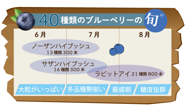 ブルーベリーの旬