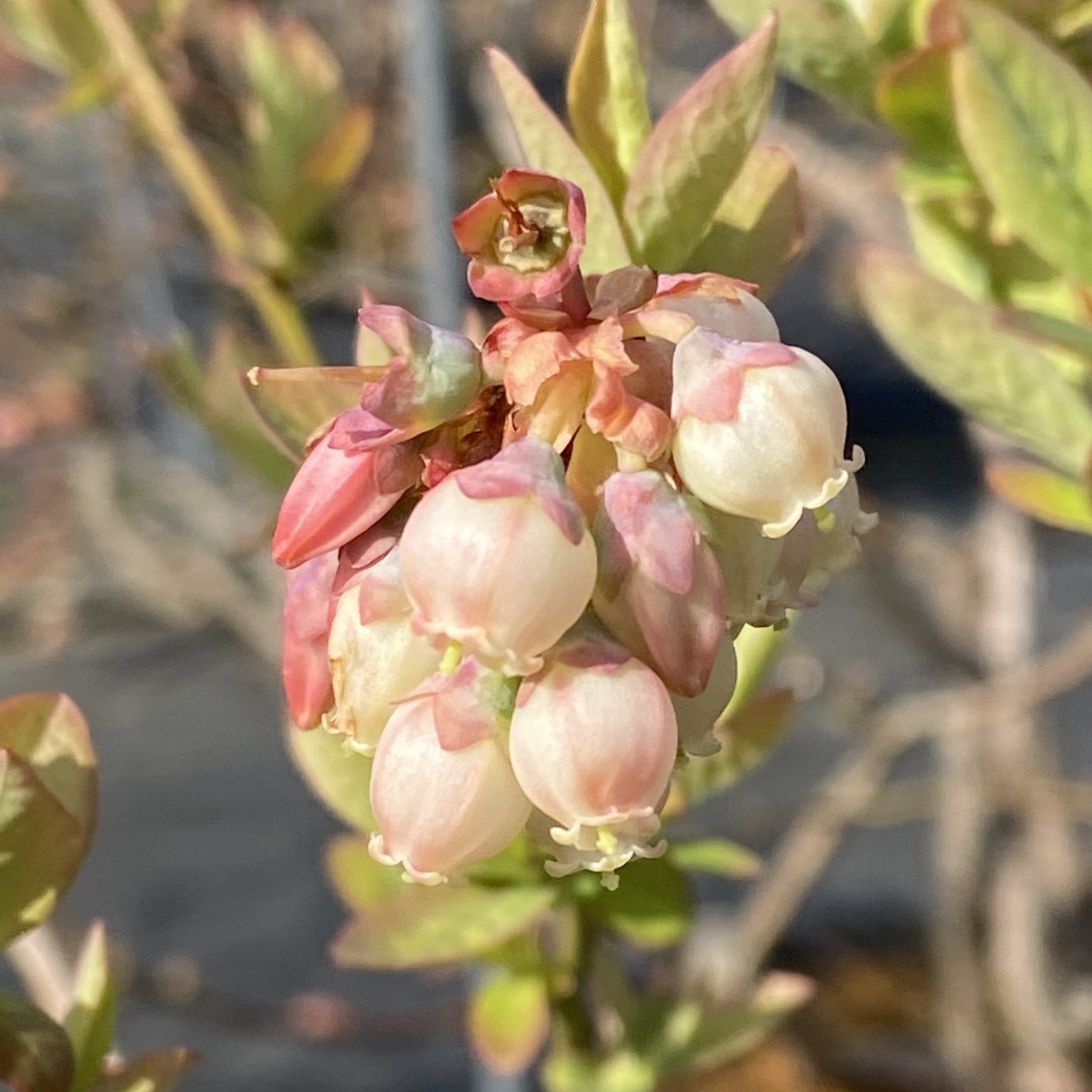 ジュエル 愛知県岡崎市の観光ならブルーベリファームおかざき