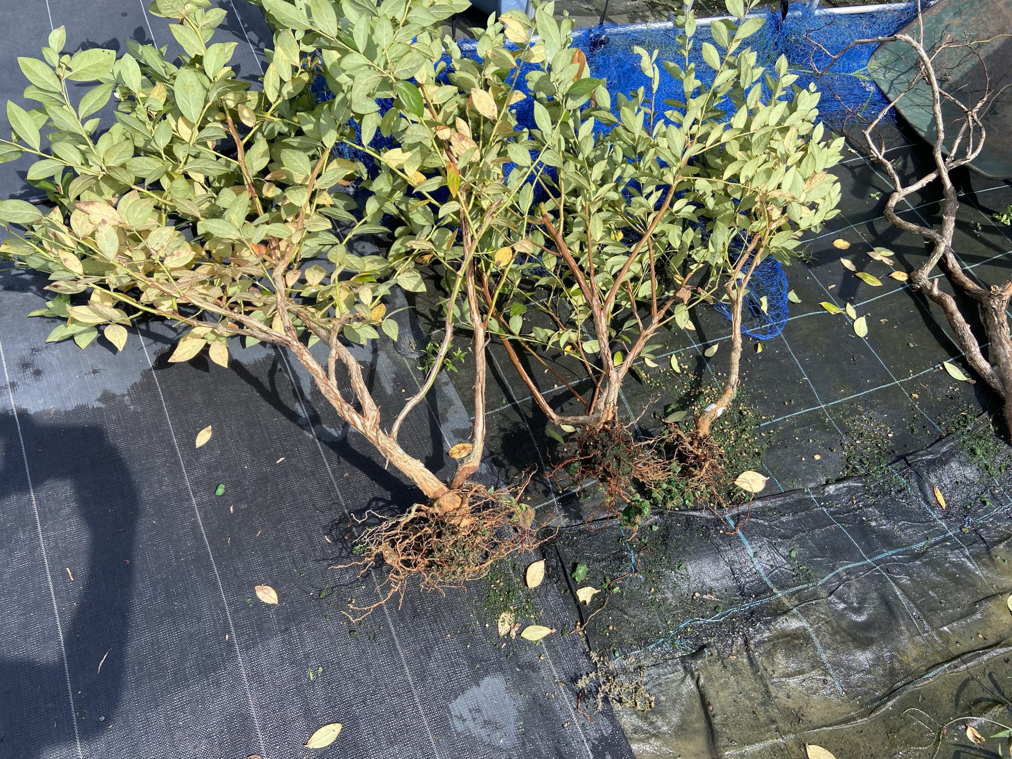 【害虫被害】コガネムシに3本やられました！ 愛知県岡崎市の観光ならブルーベリファームおかざき